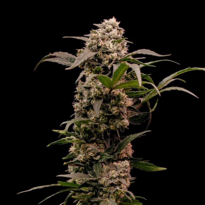 Semillas de marihuana feminizadas Astro Lemonade F1 de Royal Queen Seeds, punta principal.