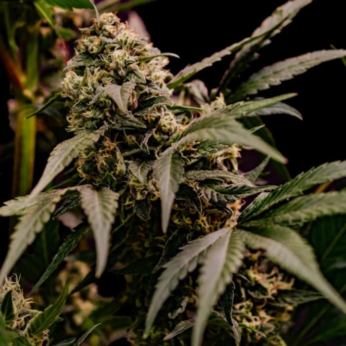 Semillas de marihuana feminizadas Astro Lemonade F1 de Royal Queen Seeds, cogollo resinoso.