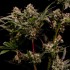 Semillas de marihuana feminizadas Astro Lemonade F1 de Royal Queen Seeds, cogollos.