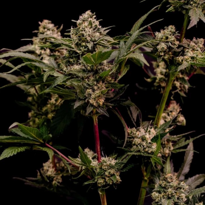 Semillas de marihuana feminizadas Astro Lemonade F1 de Royal Queen Seeds, cogollos.