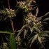 Semillas de marihuana feminizadas Astro Lemonade F1 de Royal Queen Seeds, flor con THC.