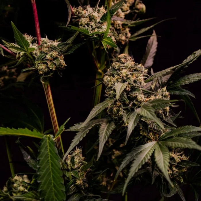 Semillas de marihuana feminizadas Astro Lemonade F1 de Royal Queen Seeds, flor con THC.
