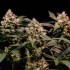 Semillas de marihuana feminizadas Cosmic Cheddar F1 de Royal Queen Seeds, cogollos compactos.