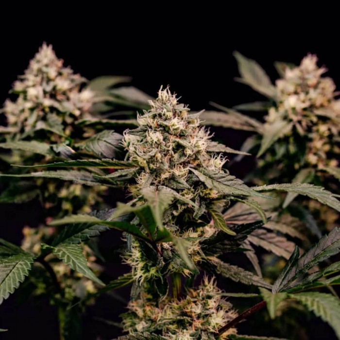 Semillas de marihuana feminizadas Cosmic Cheddar F1 de Royal Queen Seeds, cogollos compactos.