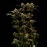 Semillas de marihuana feminizadas Cosmic Cheddar F1 de Royal Queen Seeds, planta esbelta.