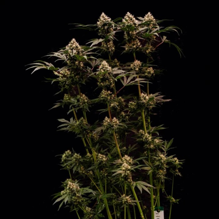 Semillas de marihuana feminizadas Cosmic Cheddar F1 de Royal Queen Seeds, planta esbelta.