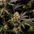 Semillas de marihuana feminizadas Cosmic Cheddar F1 de Royal Queen Seeds, cogollo resinoso.