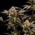 Semillas de marihuana feminizadas Cosmic Cheddar F1 de Royal Queen Seeds, cogollos grandes.