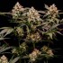 Semillas de marihuana feminizadas Cosmic Cheddar F1 de Royal Queen Seeds, puntas principales.
