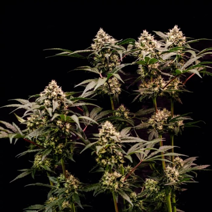 Semillas de marihuana feminizadas Cosmic Cheddar F1 de Royal Queen Seeds, cultivo de interior.