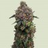 Semillas de marihuana feminizadas Cosmic Cheddar F1 de Royal Queen Seeds, cogollo compacto.