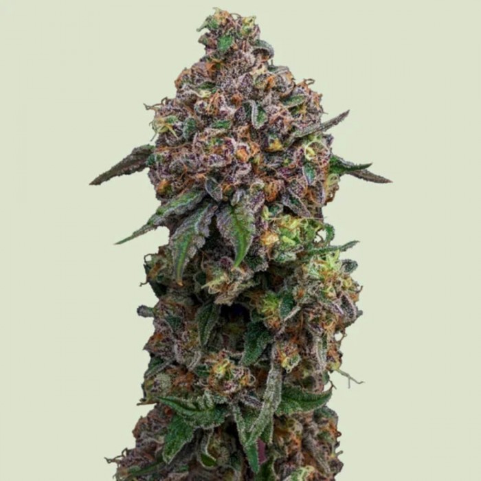 Semillas de marihuana feminizadas Cosmic Cheddar F1 de Royal Queen Seeds, cogollo compacto.