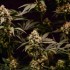 Semillas de marihuana feminizadas Cosmic Cheddar F1 de Royal Queen Seeds, cogollos secundarios.