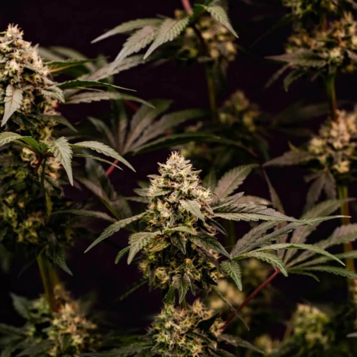 Semillas de marihuana feminizadas Cosmic Cheddar F1 de Royal Queen Seeds, cogollos secundarios.
