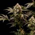 Semillas de marihuana feminizadas Cosmic Cheddar F1 de Royal Queen Seeds, flor resinosa.