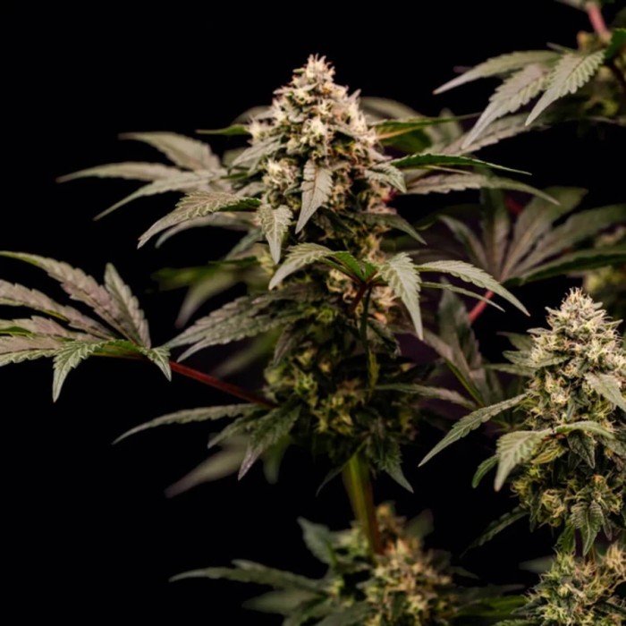 Semillas de marihuana feminizadas Cosmic Cheddar F1 de Royal Queen Seeds, flor resinosa.