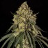 Semillas de marihuana feminizadas B-52 de Silent Seeds.