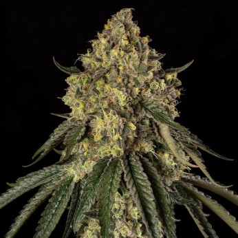 Semillas de marihuana feminizadas B-52 de Silent Seeds.