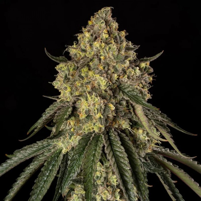 Semillas de marihuana feminizadas B-52 de Silent Seeds.