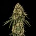 Semillas de marihuana feminizadas B-52 de Silent Seeds, punta principal.