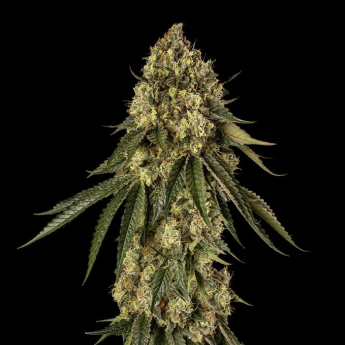 Semillas de marihuana feminizadas B-52 de Silent Seeds, punta principal.