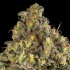 Semillas de marihuana feminizadas B-52 de Silent Seeds, resina.