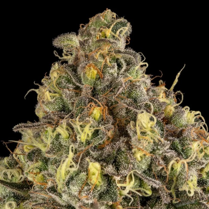 Semillas de marihuana feminizadas B-52 de Silent Seeds, resina.