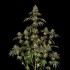 Semillas de marihuana feminizadas B-52 de Silent Seeds, planta voluminosa.