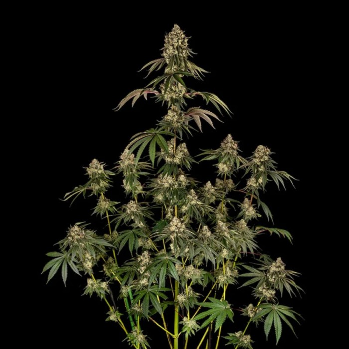 Semillas de marihuana feminizadas B-52 de Silent Seeds, planta voluminosa.