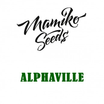 Semillas de marihuana feminizadas Alphaville de Mamiko Seeds.