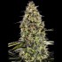 RUNTZ TRIPLOID (Advanced Seeds)