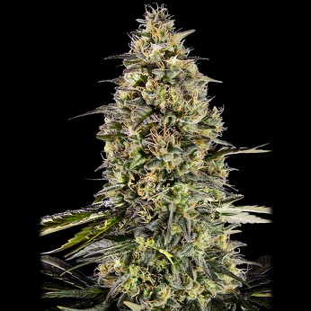 Semillas de marihuana feminizadas Runtz Triploid de Advanced Seeds.