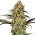 AUTO GEORGIA PIE (Advanced Seeds)