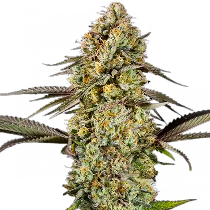 Semillas de autoflorecientes  Auto Georgia Pie de Advanced Seeds.