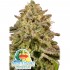 ICED LEMON WATERMELON (Anesia Seeds)