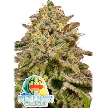 Semillas de marihuana feminizadas Iced Lemon Watermelon de Anesia Seeds.