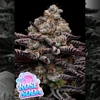 Semillas de marihuana feminizadas Rose Soda de Anesia Seeds.