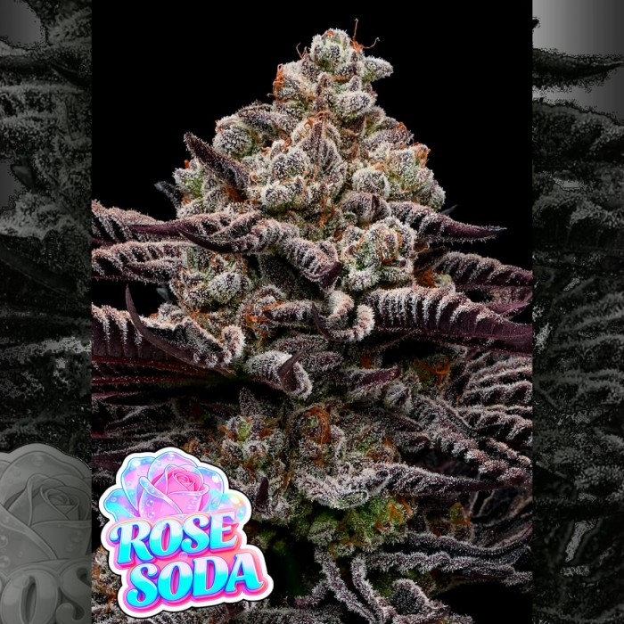 Semillas de marihuana feminizadas Rose Soda de Anesia Seeds.