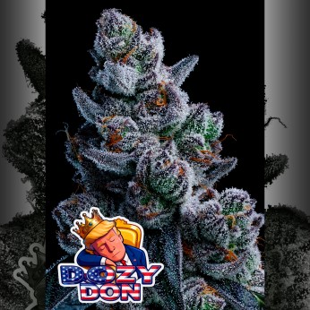 Semillas de marihuana feminizadas Dozy Don de Anesia Seeds.