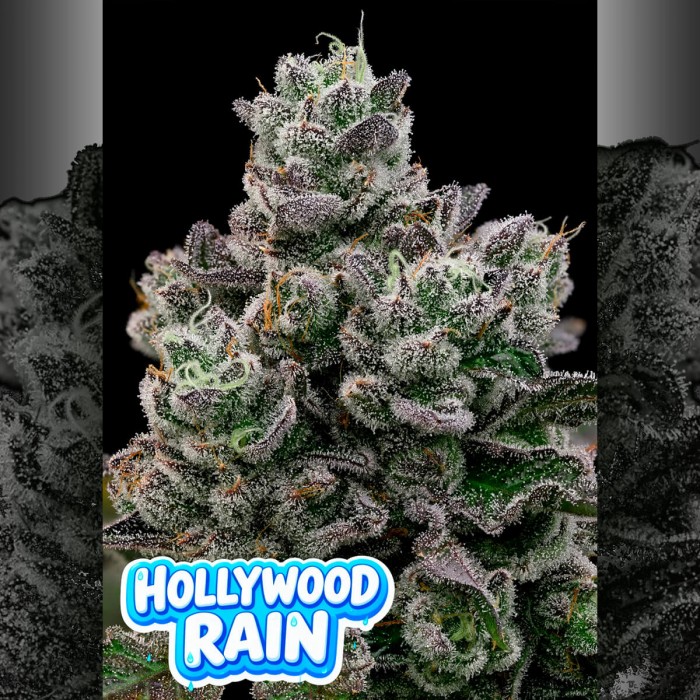 Semillas de marihuana feminizadas Hollywood Rain de Anesia Seeds.