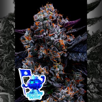 Semillas de marihuana feminizadas Free Blueberry Nation de Anesia Seeds.