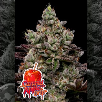 Semillas de marihuana feminizadas Caramel Apple Drip de Anesia Seeds.