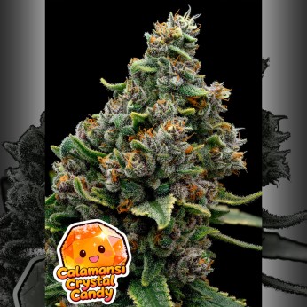 Semillas de marihuana feminizadas Calamansi Crystal Candy de Anesia Seeds.