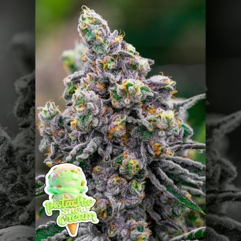 Semillas de marihuana feminizadas Pistacho Snow Cream de Anesia Seeds.