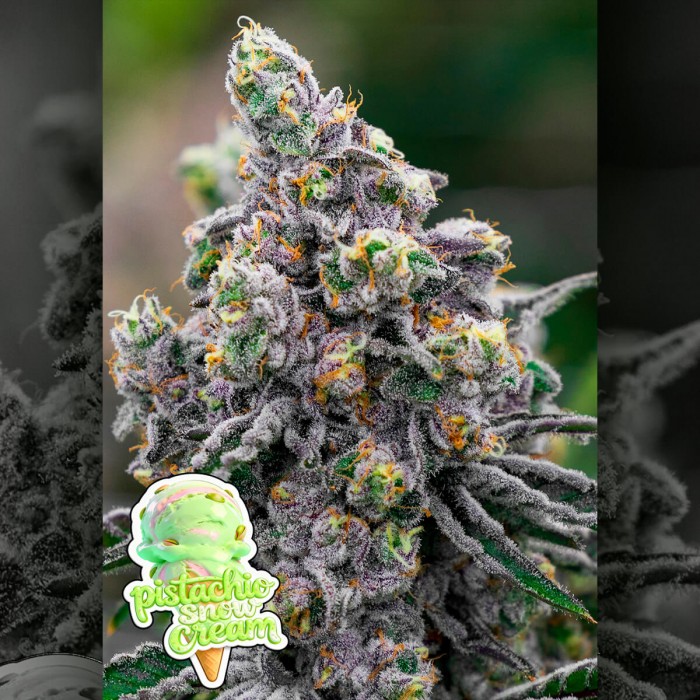 Semillas de marihuana feminizadas Pistacho Snow Cream de Anesia Seeds.