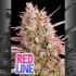 Semillas de marihuana feminizadas Red Line de Anesia Seeds.