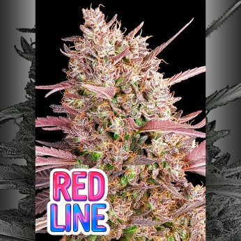 Semillas de marihuana feminizadas Red Line de Anesia Seeds.
