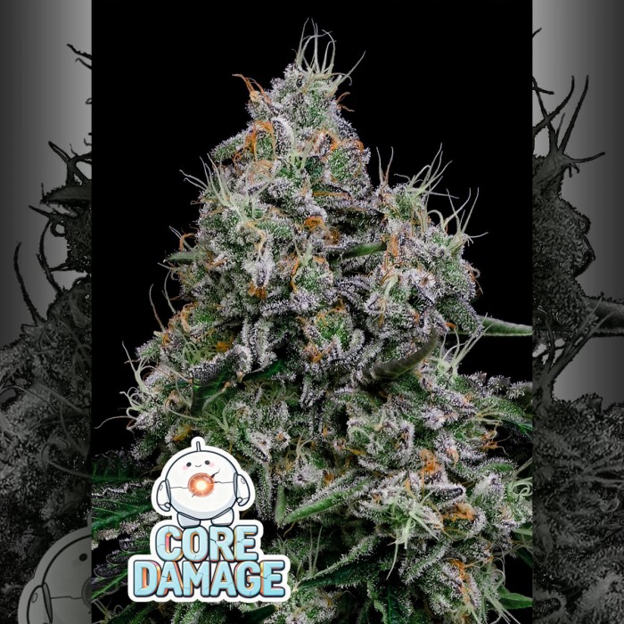 Semillas de marihuana feminizadas Core Damage de Anesia Seeds.