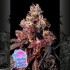 Semillas de autoflorecientes  Auto Soda Rose de Anesia Seeds.
