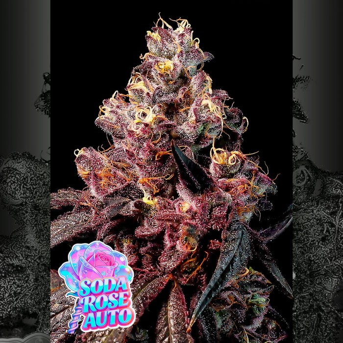 Semillas de autoflorecientes  Auto Soda Rose de Anesia Seeds.